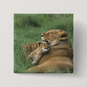 Chapa Cuadrada Tanzania, cráter de Ngorongoro. Madre de león afri