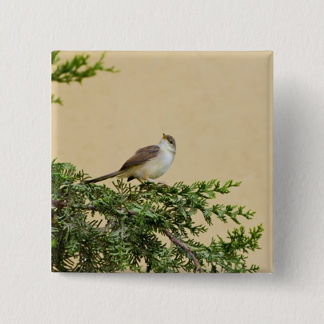 Chapa Cuadrada Tarjeta postal de Sparrow (Anverso)