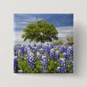 Chapa Cuadrada Tejas bluebonnets (lupinus texensis) y roble