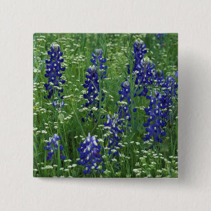 Chapa Cuadrada Texas, Lago Buchanan. Texas Bluebonnet y silvestre