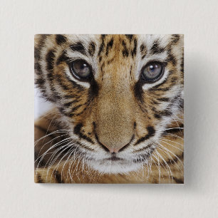 Chapa Cuadrada Tigre Cub