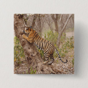Chapa Cuadrada Tigre de Bengala real trepando al árbol,