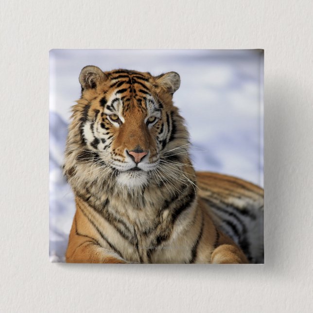Chapa Cuadrada Tigre siberiano, Panthera tigris altaica, Asia (Anverso)