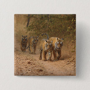 Chapa Cuadrada Tigres Reales de Bengala en movimiento, Ranthambho