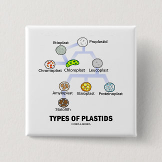 Chapa Cuadrada Tipos de Plastids