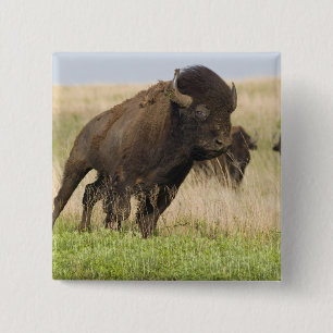 Chapa Cuadrada Toro de bisonte joven fogoso en Tallgrass