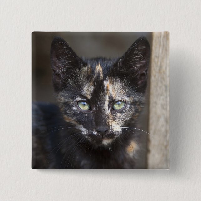 Chapa Cuadrada Tortoiseshell Kitten (Anverso)