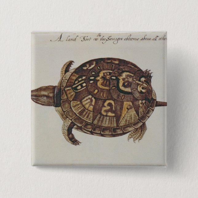 Chapa Cuadrada Tortuga de caja común (Anverso)