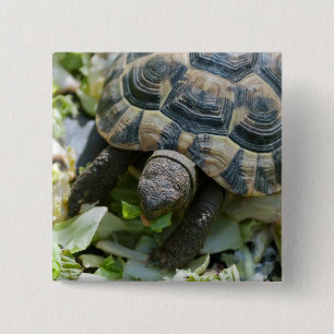 Chapa Cuadrada Tortuga linda