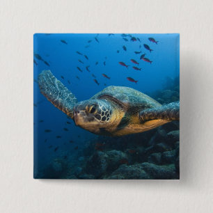 Chapa Cuadrada Tortuga negra (verde) (Chelonia agassizi)