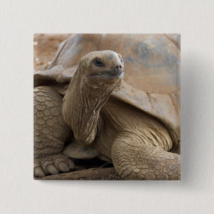 Chapa Cuadrada Tortuga terrestre de Seychelle Aldabra