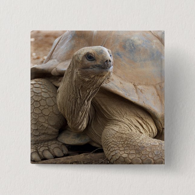 Chapa Cuadrada Tortuga terrestre de Seychelle Aldabra (Anverso)