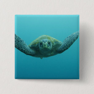 Chapa Cuadrada Tortuga Verde (Chelonia mydas agassisi), Central