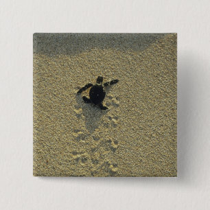 Chapa Cuadrada Tortuga Verde, (Chelonia mydas), cría