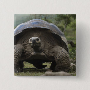 Chapa Cuadrada Tortugas Gigantes de Galapagos Geochelone