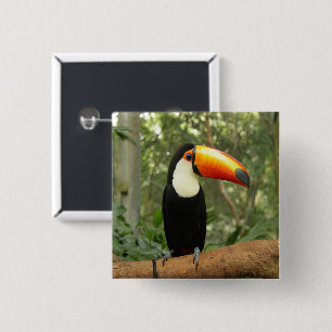 Chapa Cuadrada Toucan en la rama del árbol