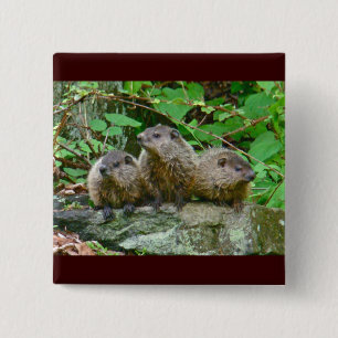Chapa Cuadrada Tres bebé Groundhogs