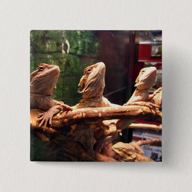 Chapa Cuadrada Trío de Leezard (Anverso)