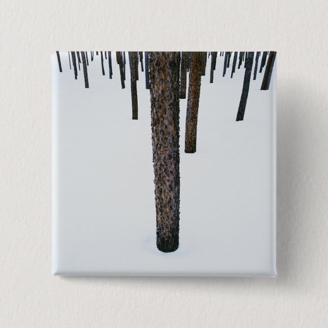 Chapa Cuadrada Troncos de árbol en nieve (Anverso)