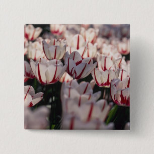 Chapa Cuadrada Tulipanes