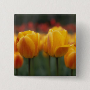 Chapa Cuadrada Tulipanes 2