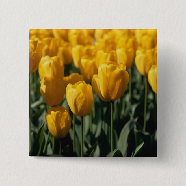 Chapa Cuadrada Tulipanes 3 (Anverso)