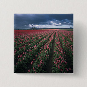 Chapa Cuadrada Tulipanes brillantes rosados y rojos brillan bajo 