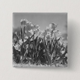 Chapa Cuadrada Tulipanes en la floración