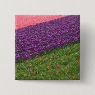 Chapa Cuadrada Tulipanes en los jardines de Keukenhof, Ámsterdam,