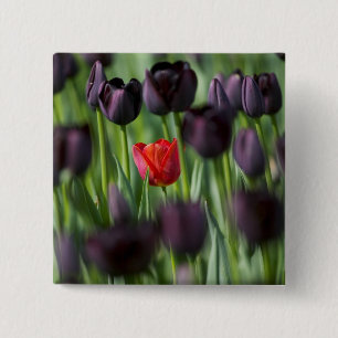 Chapa Cuadrada Tulipanes en los jardines de Keukenhof, Ámsterdam,