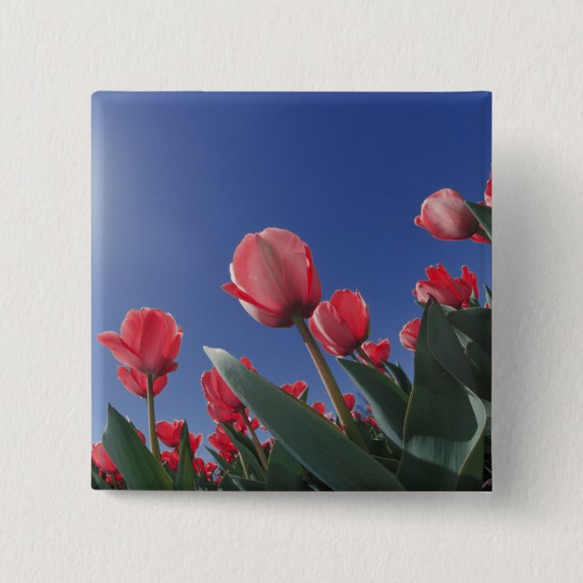 Chapa Cuadrada Tulipanes rojos en ángulo muy bajo, Cincinnati, (Anverso)