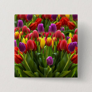 Chapa Cuadrada Tulips brillante