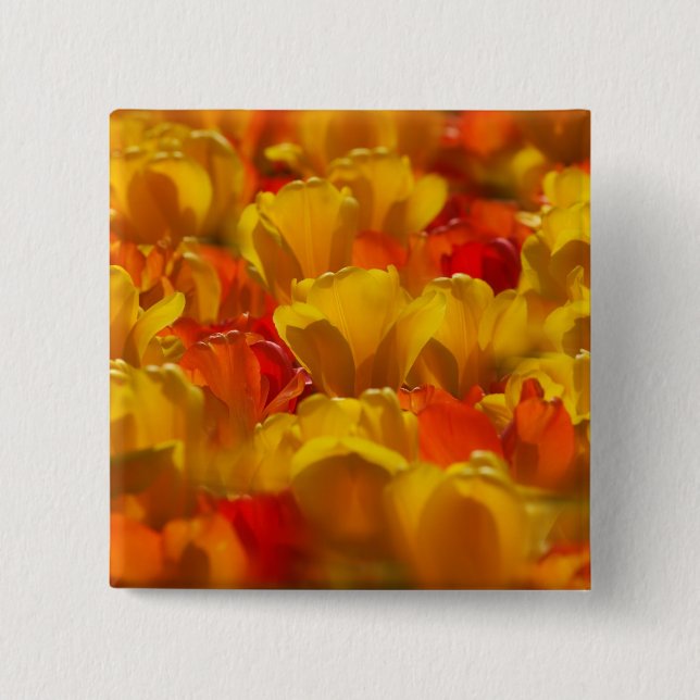 Chapa Cuadrada Tulips en Keukenhof Gardens, Amsterdam, 2 (Anverso)