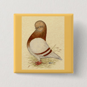 Chapa Cuadrada Tumbler Pigeon: LFCL Mealy