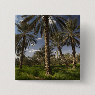 Chapa Cuadrada Túnez, zona de Ksour, Ksar Ghilane, palmera datile
