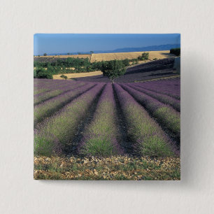 Chapa Cuadrada UE, Francia, Provenza, Campos de lavanda 2