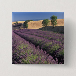 Chapa Cuadrada UE, Francia, Provenza, Campos de lavanda 3