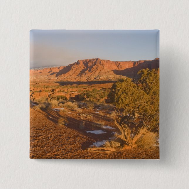 Chapa Cuadrada Un árbol Utah Juniper Juniperus osteosperma) en 2 (Anverso)