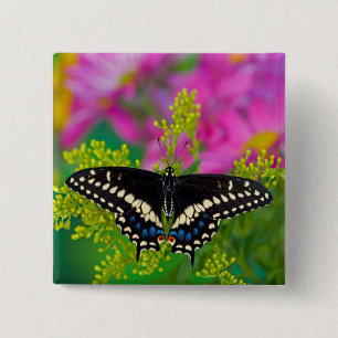 Chapa Cuadrada Un aterrizaje de mariposa de cola indefinida
