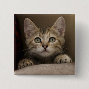 Chapa Cuadrada Un gatito muy dulce del Tabby