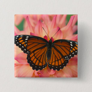 Chapa Cuadrada Un imitador de la mariposa monarca