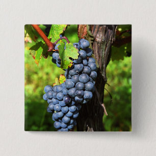 Chapa Cuadrada Un montón de uvas maduras merlot en una vid con