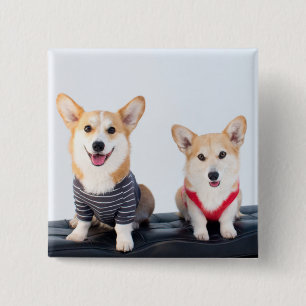 Chapa Cuadrada Un par de Corgis que se sientan en un banco