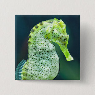 Chapa Cuadrada Un Seahorse hermoso de Knysna