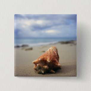 Chapa Cuadrada Una concha Shell en el St. Croix, Usvi de la playa