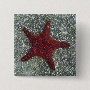 Chapa Cuadrada Una estrella de mar roja el   las Islas Galápagos