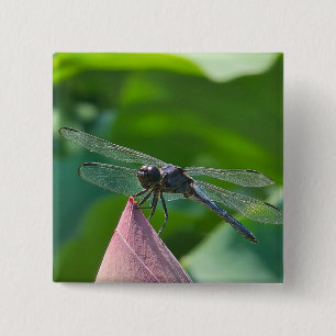 Chapa Cuadrada Una libélula de alas grises