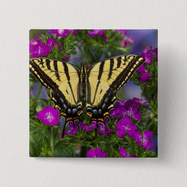 Chapa Cuadrada Una mariposa vicerrey sobre flores rosa oscuro (Anverso)