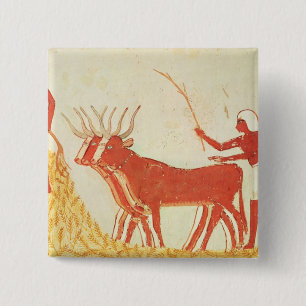 Chapa Cuadrada Usando las vacas para pisotear trigo