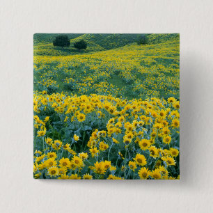 Chapa Cuadrada UTAH. EE. UU. Balsamorhiza